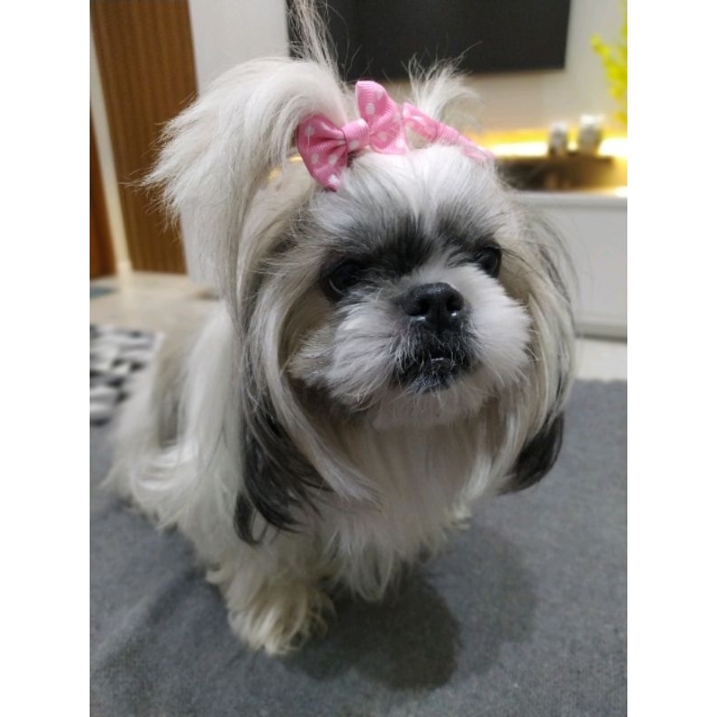 Pet Lacinhos Pet 10 Laços Pet Lacinhos Pet Pelo Curto Pet Shop Grampo de Cabelo Cachorro Laço Pet Pet Sh - Miniatura 3