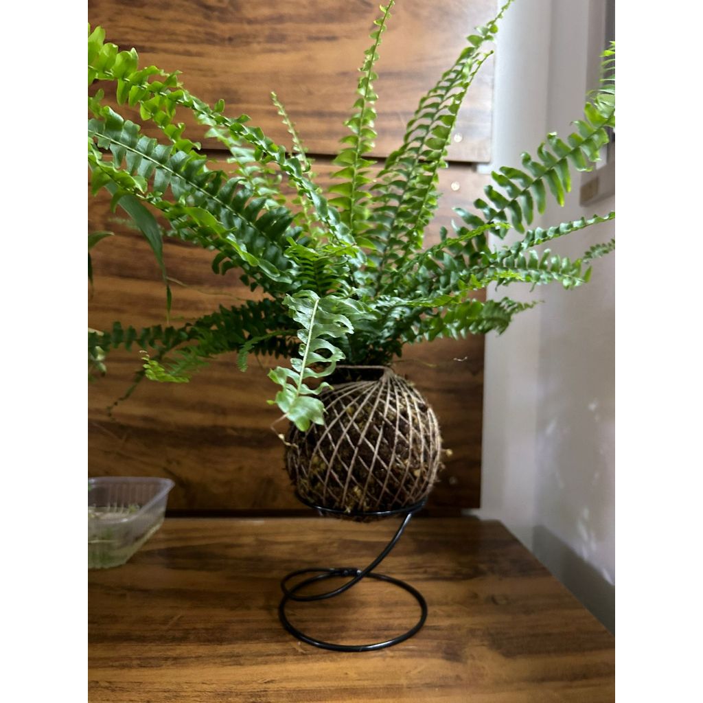 Kit com 12 pçs de suportes Kokedama e suculentas 4 pçs de cada modelo.