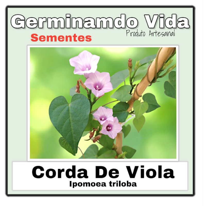 10 Sementes Flor Trepadeira Ipoméia Anã Corda De Viola - Ipomoea Triloba