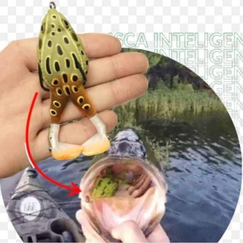 Isca artificial flog para traíra e dourado isca sapinho isca rã profissional  com Elice nas patinhas isca anti enrosco nado realístico e resistente , ótima combinação  de cor e nado perfeito envio rápido e bem embalado