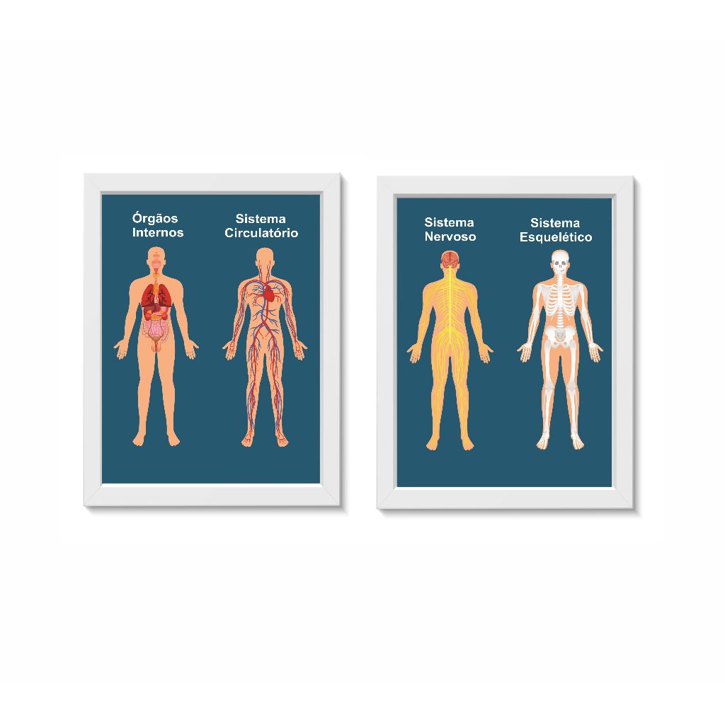 Kit 2 Quadros Anatomia do Corpo Humano Medicina Molduras 20x30cm Madeira Vidro Cor Branca