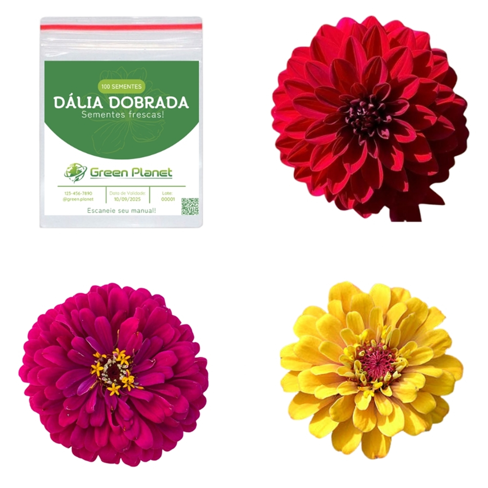 100 Sementes de Dália Dobrada - Faça seu Jardim!
