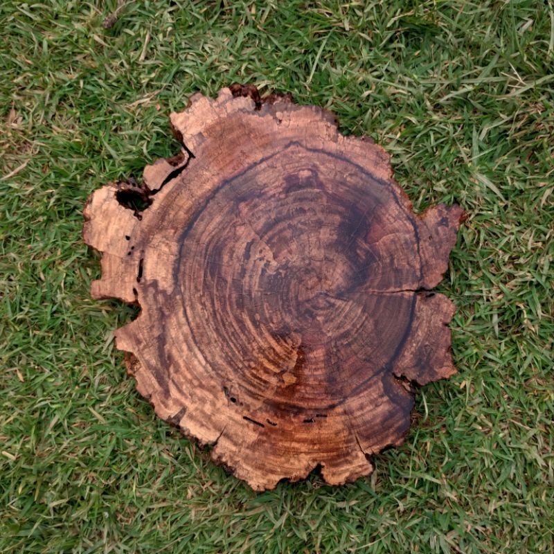 Bolacha rústica base de madeira de jacarandá antigo 35 a 42 cm decorativo vintage