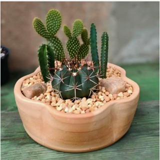 Vaso bacia de barro/cerâmica formato de florzinha para suculentas, cactos, terrários, decoração em Oferta na Shopee