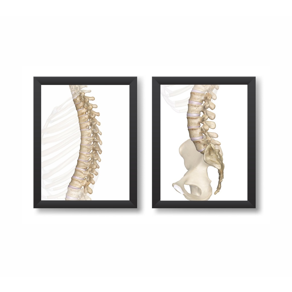 Kit 2 Quadros Decorativos Coluna Vertebral Tamanho 20x30cm Molduras Madeira Vidro Cor Brancas