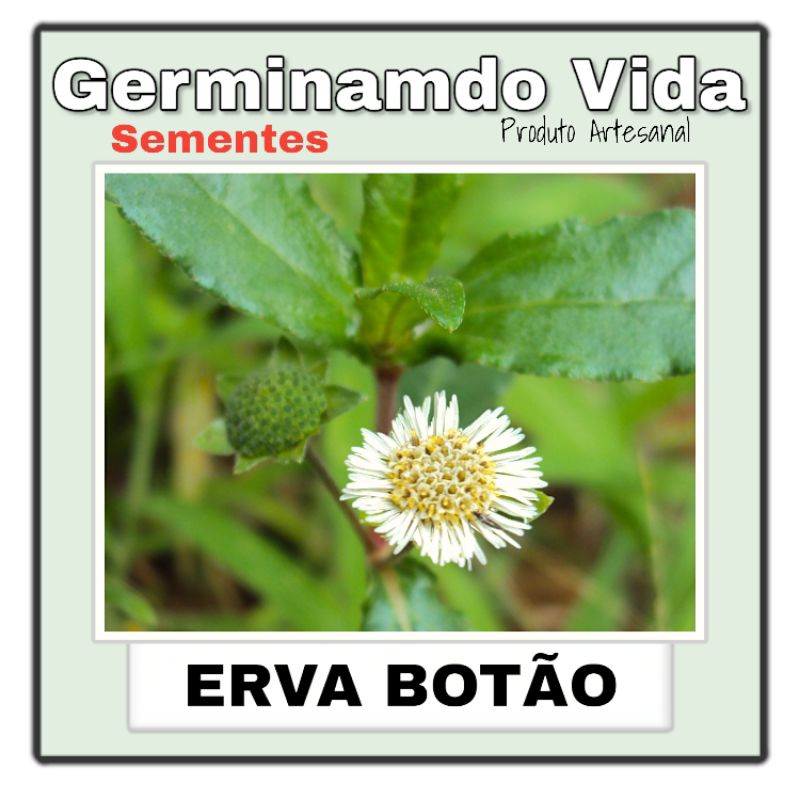 Sementes Erva Botão - Eclipta Prostrata (Eclipta Alba) - Para Plantio em Oferta na Shopee