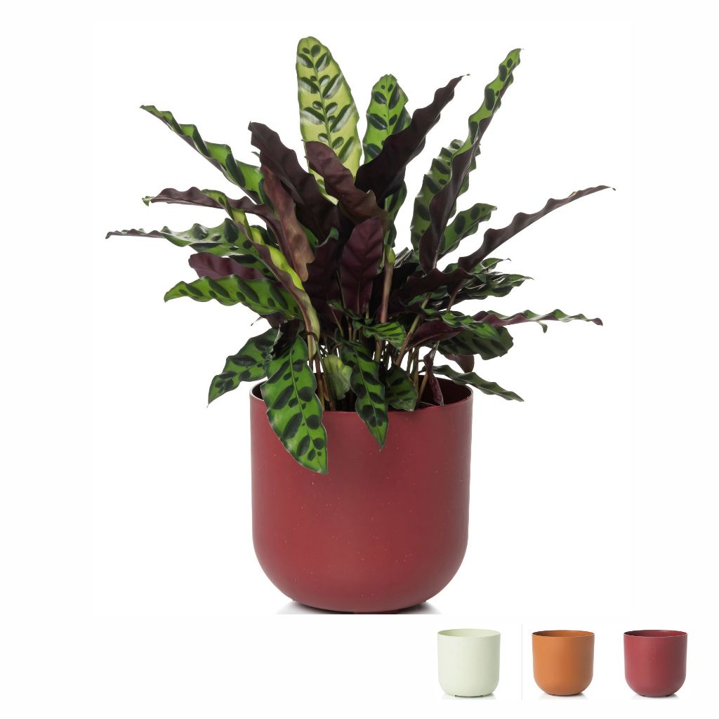 Vaso Cuia Cachepo Decorativo Encaixavel para Plantas Pote 15 e Pote 12 em Oferta na Shopee