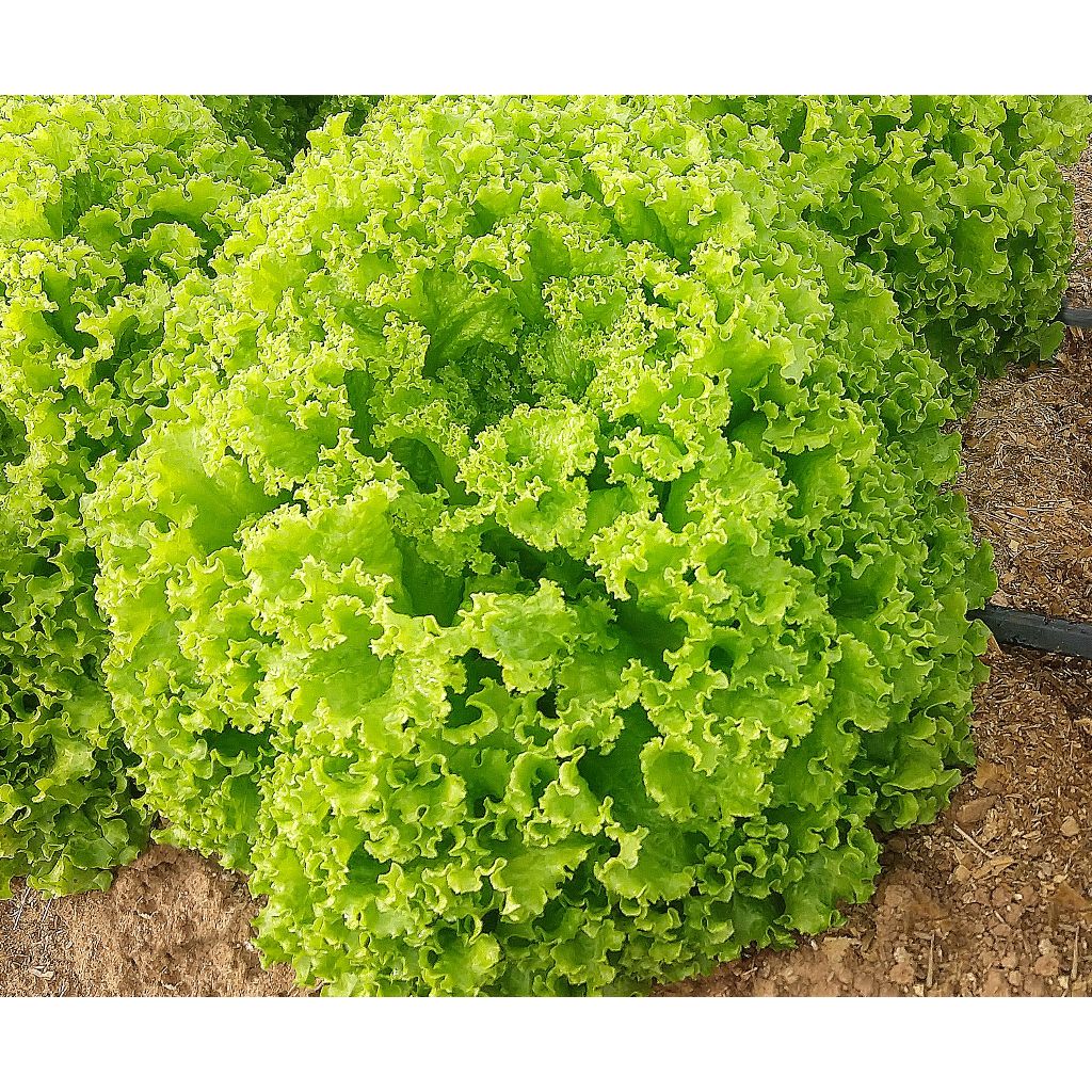 Sementes de Alface Crespa Peletizada em Oferta na Shopee