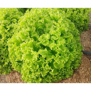 Sementes de Alface Crespa Peletizada em Oferta na Shopee