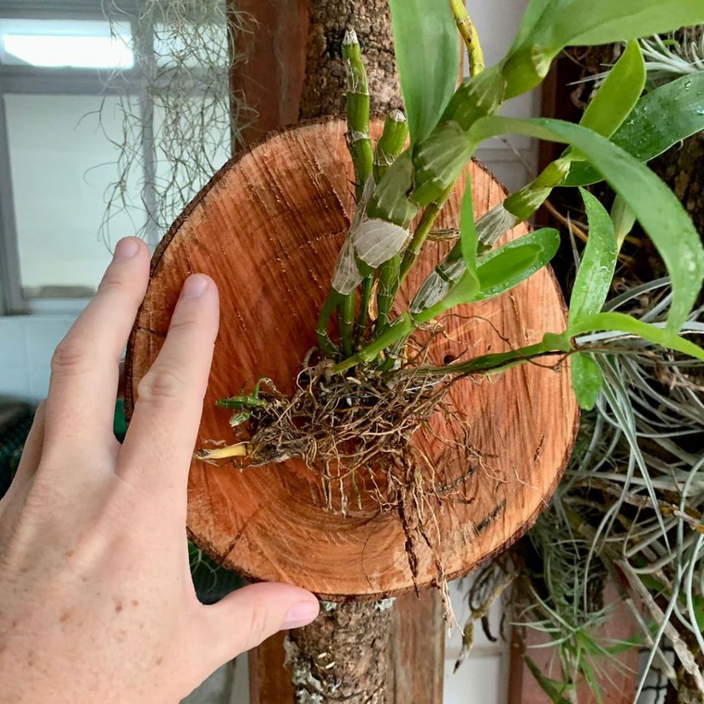 Bolacha de Madeira Natural e  Rústica para Orquídeas - Mogno Africano 15 a 19cm em Oferta na Shopee