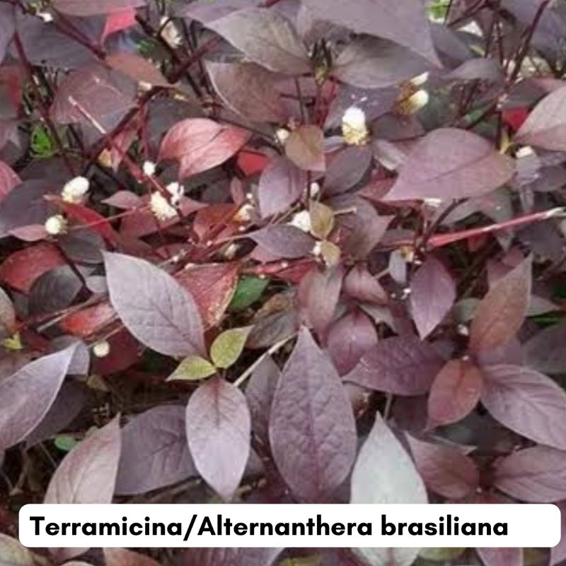 Chá de Terramicina Só Folhas – Alternanthera tenella e Alternanthera brasiliana | Produção Própria QuitandaFarma em Oferta na Shopee