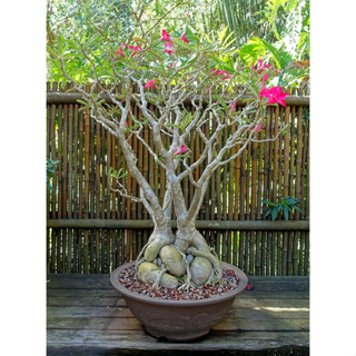 Sementes Rosa do Deserto Baladi em Oferta na Shopee