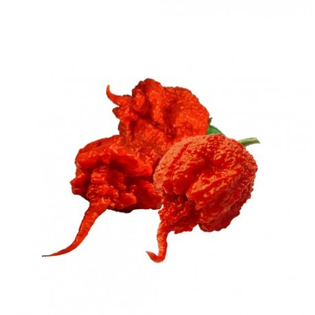 20 Sementes de Carolina Reaper hp22b