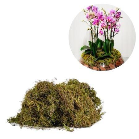 Musgo Para Artesanato Decoração Pacote 20 Gramas em Oferta na Shopee