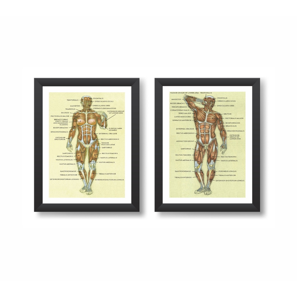 Kit 2 Quadros Decorativos Sistema Muscular Humano Fisioterapia Ortopedia Consultório Clínica Molduras 20x30cm Madeira