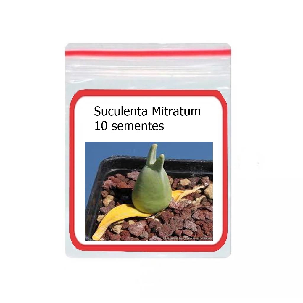 Suculenta Mitrophyllum 10 Sementes Mitratum Cacto Pedra