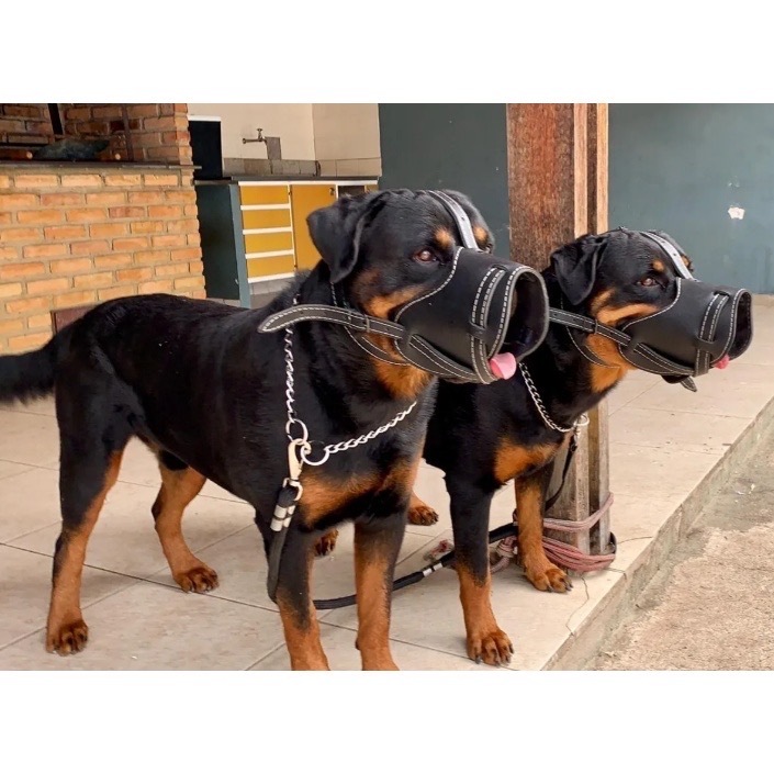 Coleira E Focinheira Resistente Segura Para Cachorros Fortes Pit Bull American
