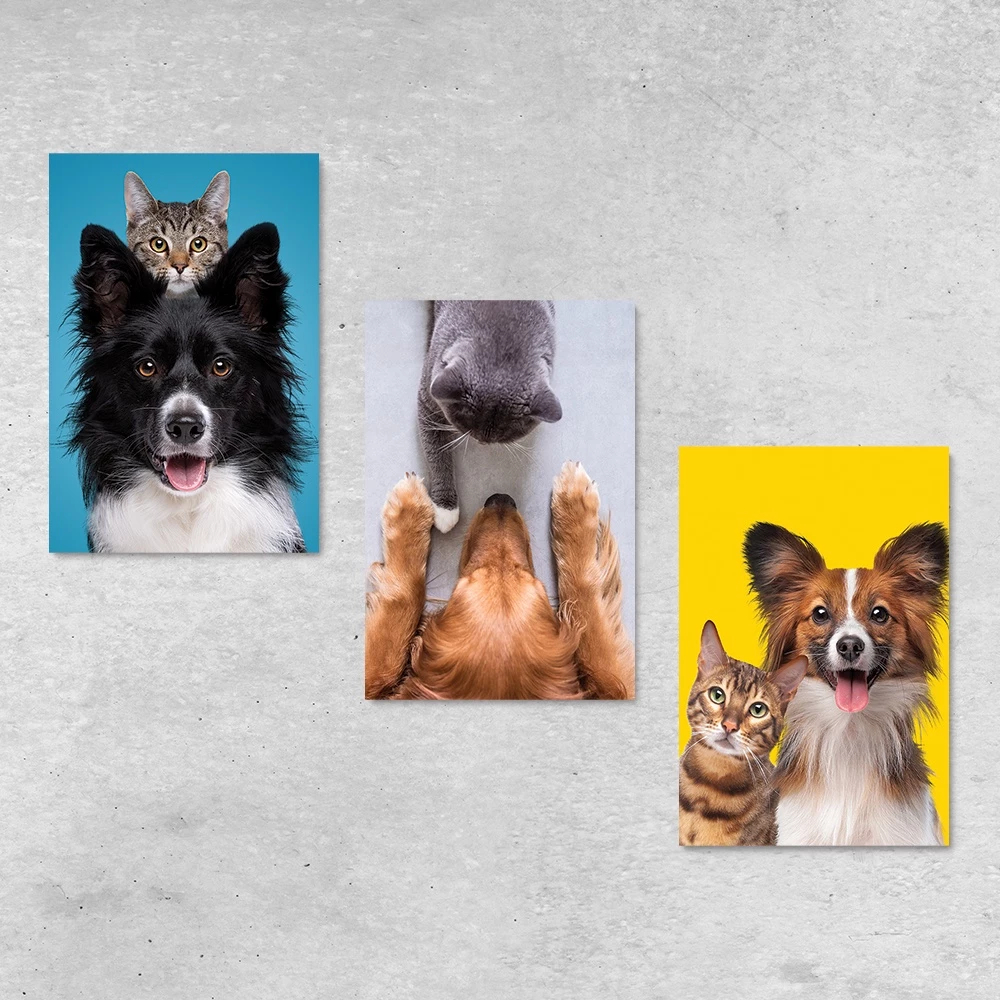 Kit 3 Quadros Decorativos Pet Shop Cachorros Gatos Placas Decorativas N47