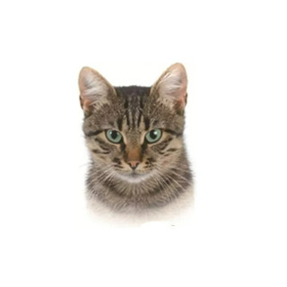 Adesivo De Gato Parede Janelas E Outros