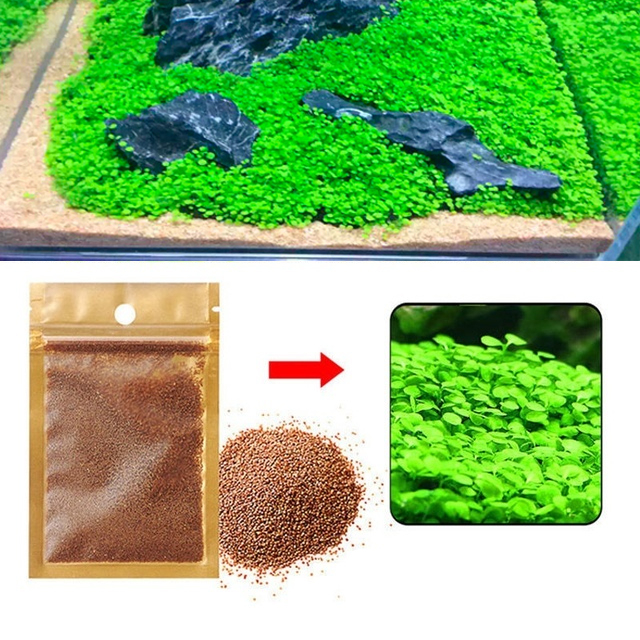 150 Sementes Cuba - Hemianthu Callitrichoide - Carpete Aquário + Panfleto de como plantar em Oferta na Shopee