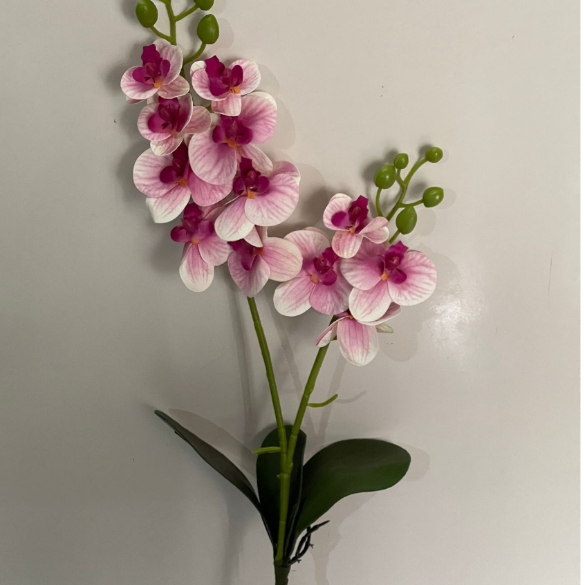 Orquídea com 3 folhas, 2 hastes e 12 flores (cc281) em Oferta na Shopee