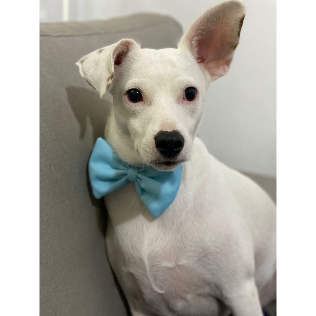 Laço Gravata para Pet Animaliê AZUL BEBÊ com Elástico Regulável