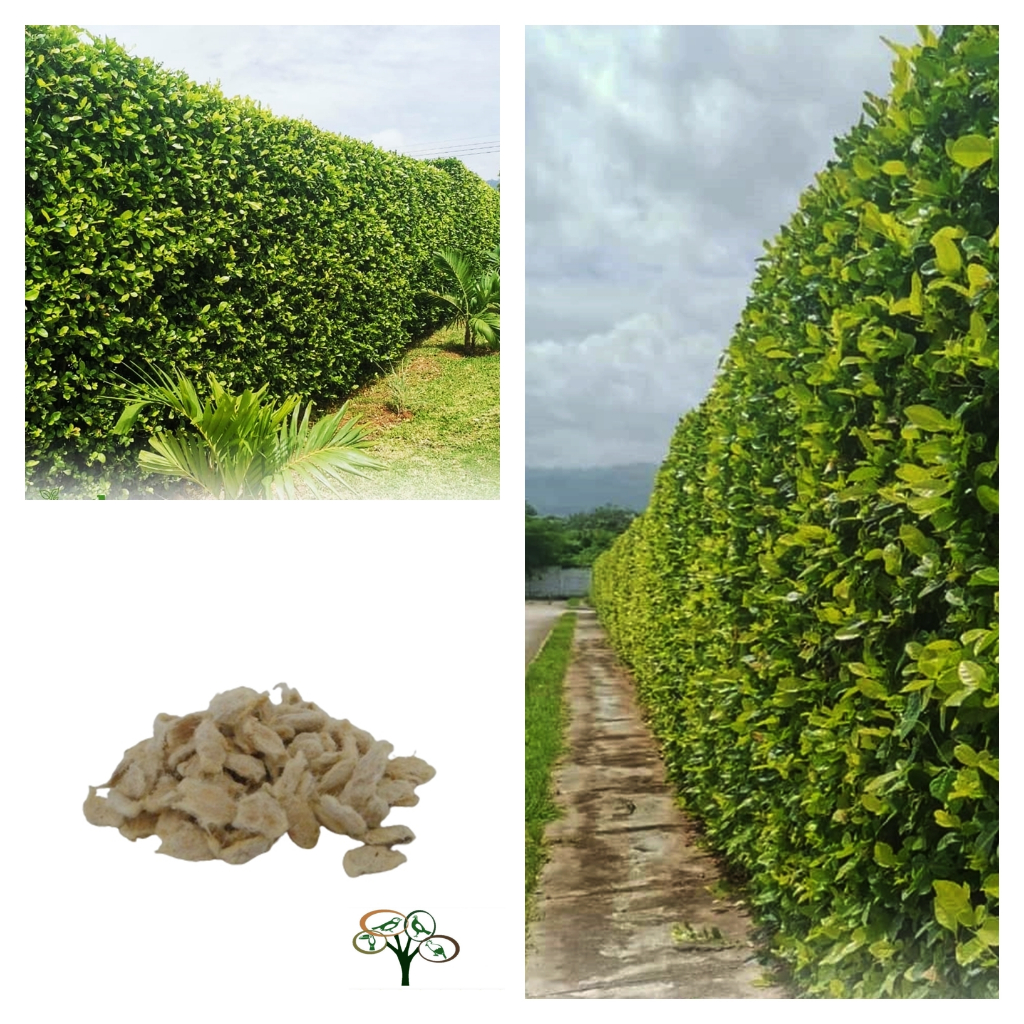 300 Sementes De Limãozinho Bravo Cerca Viva Para Mudas