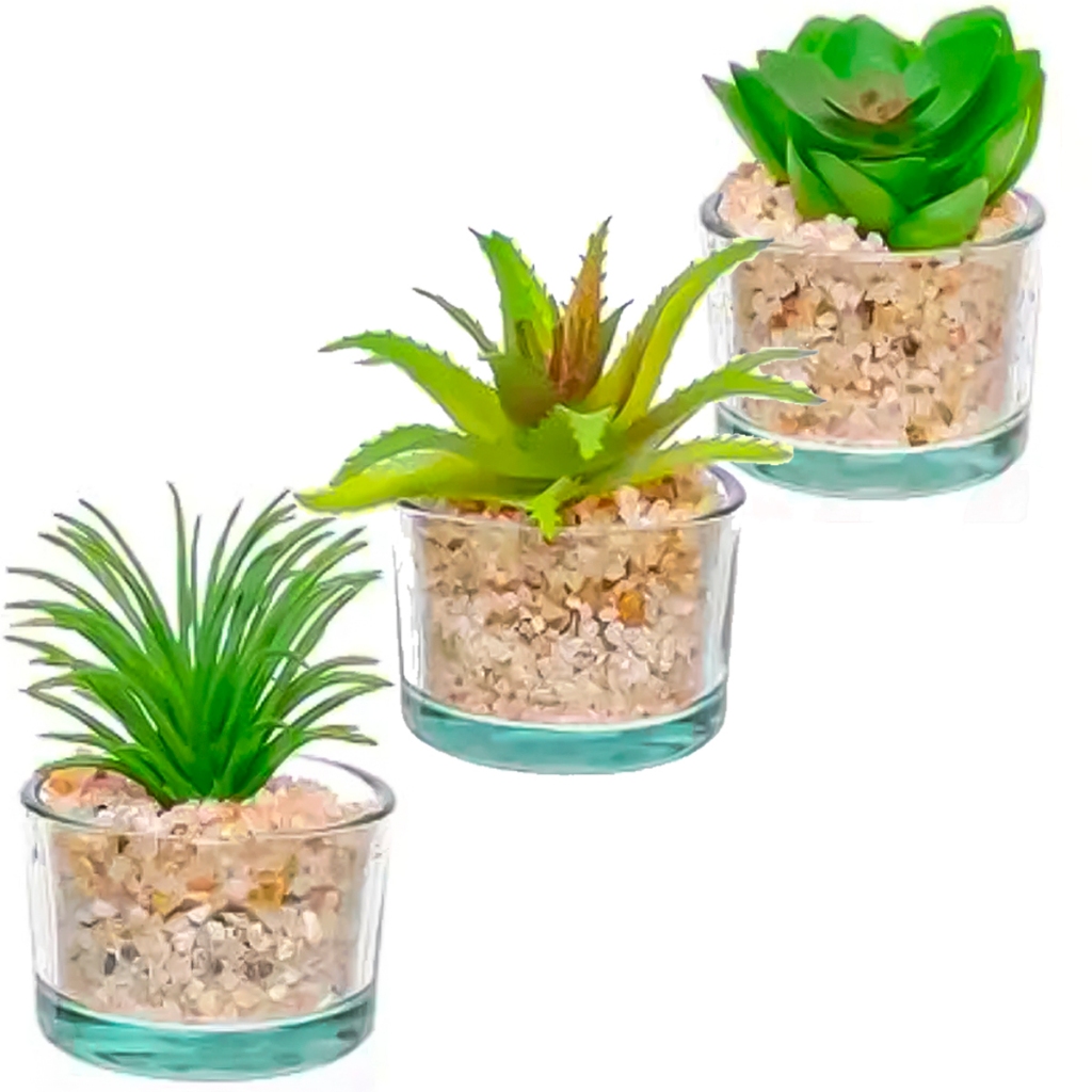 TRIO DE SUCULENTAS NO VASO DE VIDRO PARA DECORAÇÃO