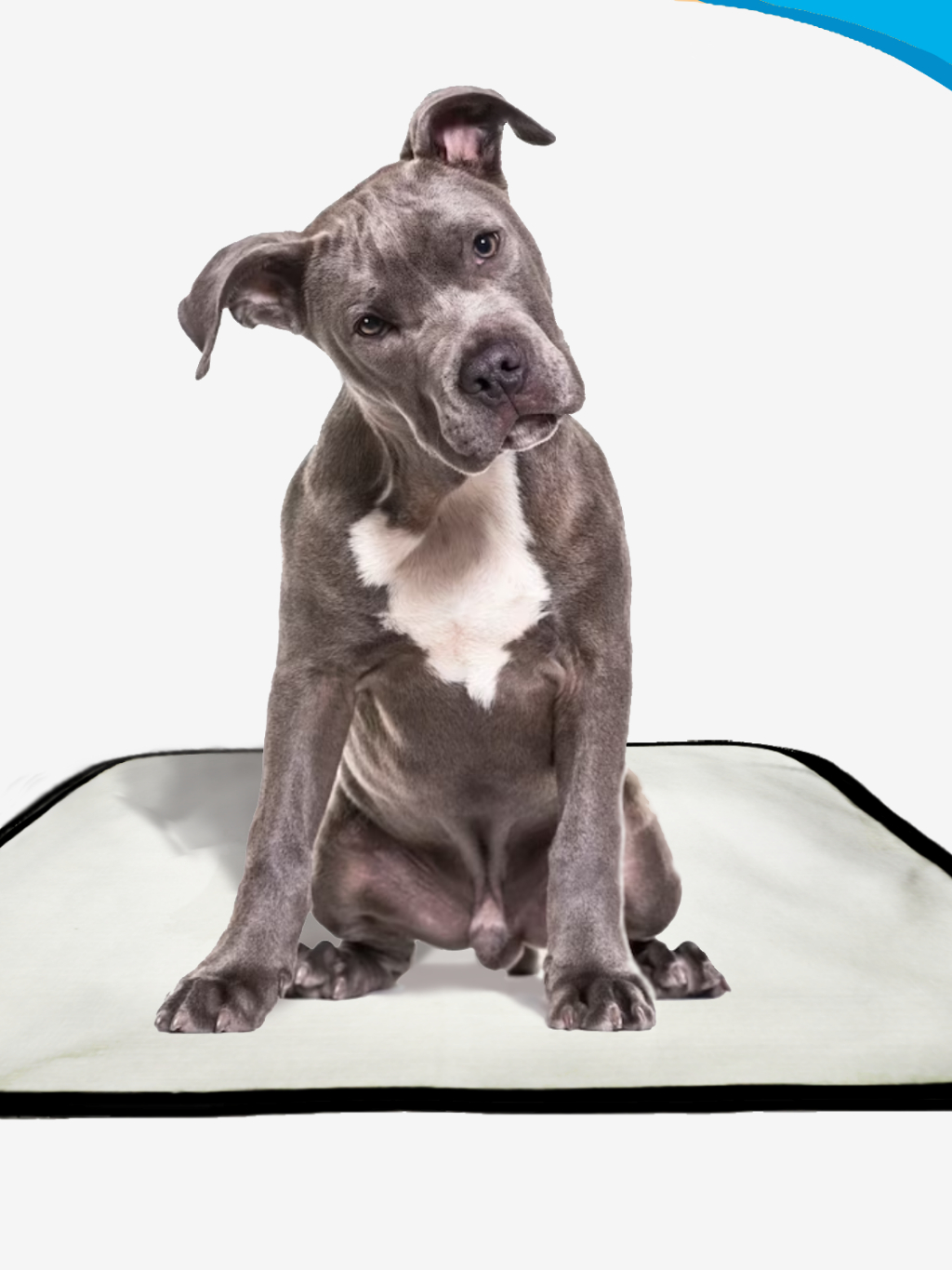 Kit 3 ou 6 Tapete Higiênico Lavável Cães Cachorro dog tamanho M 60x80 cm em Oferta na Shopee