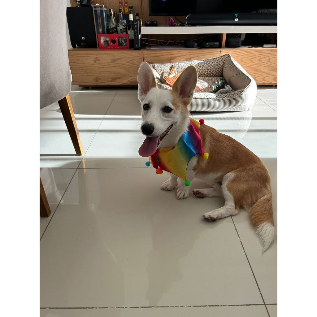 Colar pet arlequim multicolorido / Carnaval / Abadá / Fantasia Pet