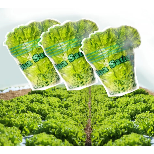 Embalagem Cônica Para Alface Hidropônica Terra 1.000un em Oferta na Shopee