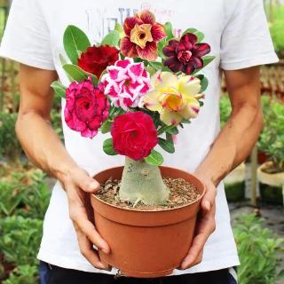 Pacote de sementes Rosa do Deserto Sortidas