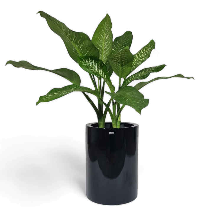 Decoração para sala Vaso em Fibra de Vidro Vaso pequeno e baixo Vaso de planta 50cm  Cristal P