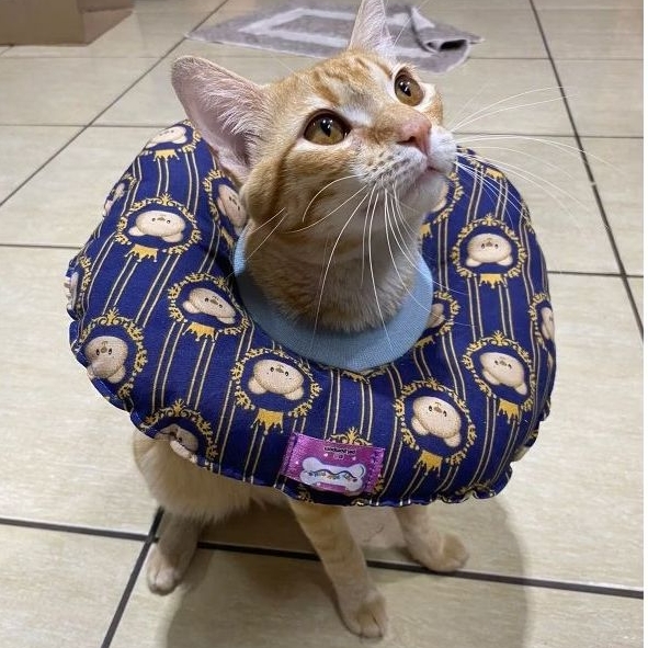 colar elizabetano de tecido pra gato adulto e cão pequeno