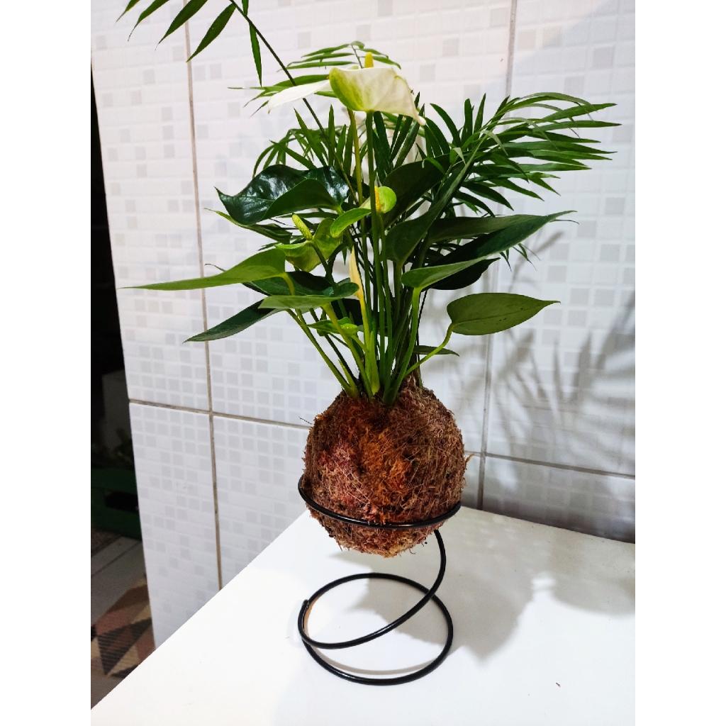 Kit com 12 pçs de suportes Kokedama. mod: espiral.