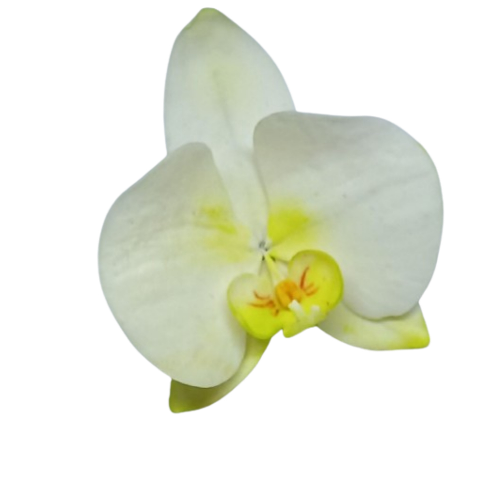 Kit cortador orquídea phalaenopsis pequena