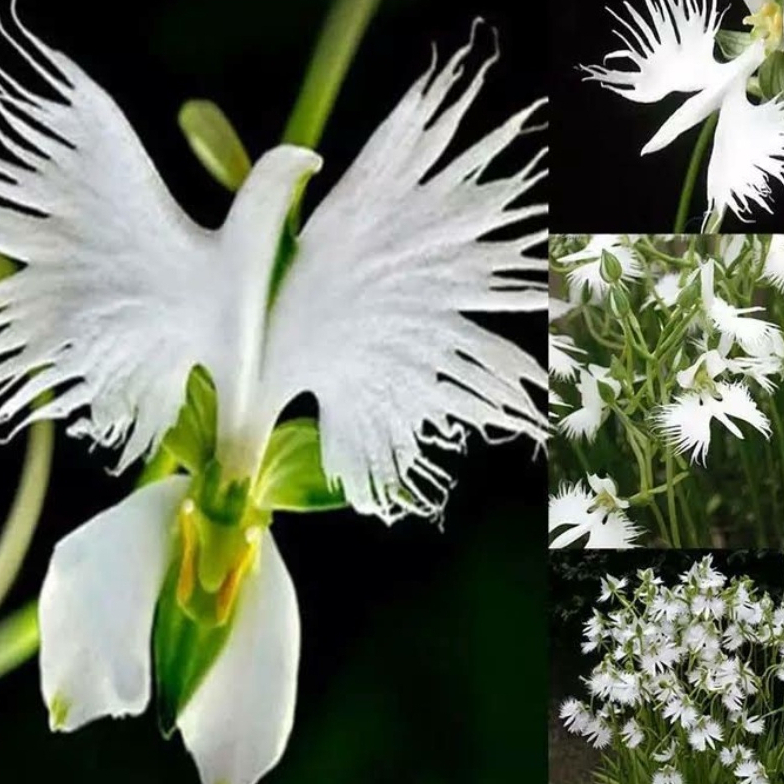 300 sementes de orquídea flor pomba branca da paz originais g3