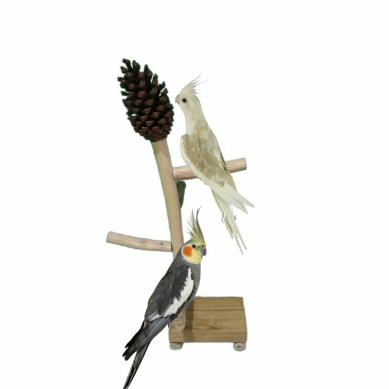 Poleiro plataforma com arvore de galho estilos escada e um brinquedo de pinha no topo p/ Calopsitas,Agapornis e Periquitos
