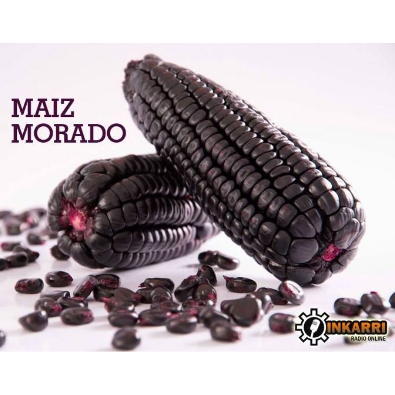 MILHO SEMENTE ESPIGA ROXO 500gr  MAIZ MORADO PERÚ