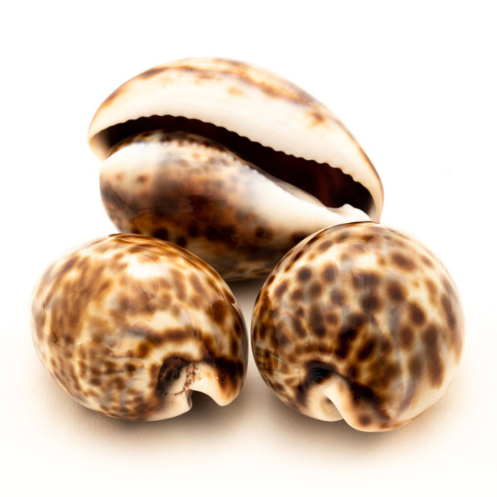 Buzios Age Tiger Africano Escuro -  Belissimo!!