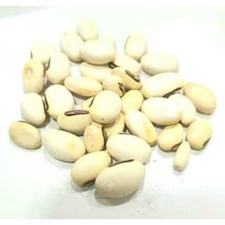 Fava de oxalá (fava oxala unid) umbanda e candomblé