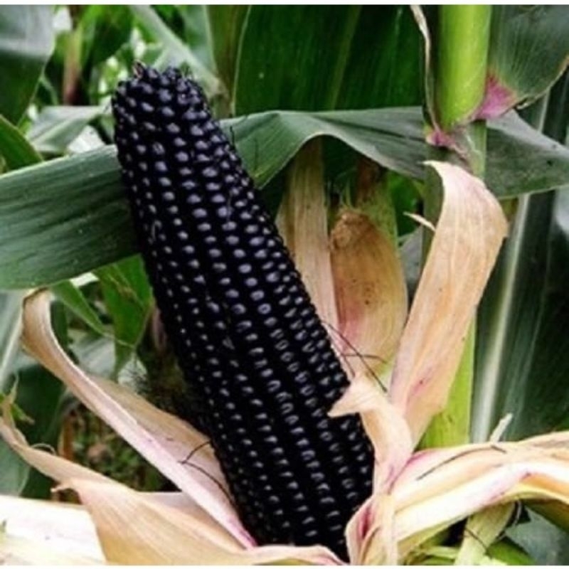 100 Sementes de Milho Negro Asteca Peruano ( Relíquia Agrícola ).