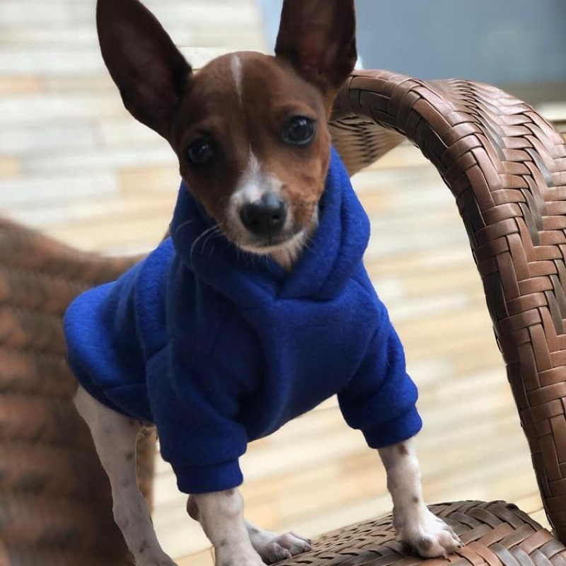 Roupas para Cachorro Dog Casaco Quentinho Soft Pet Gato Raças Pequenas Pincher  shithu e o...