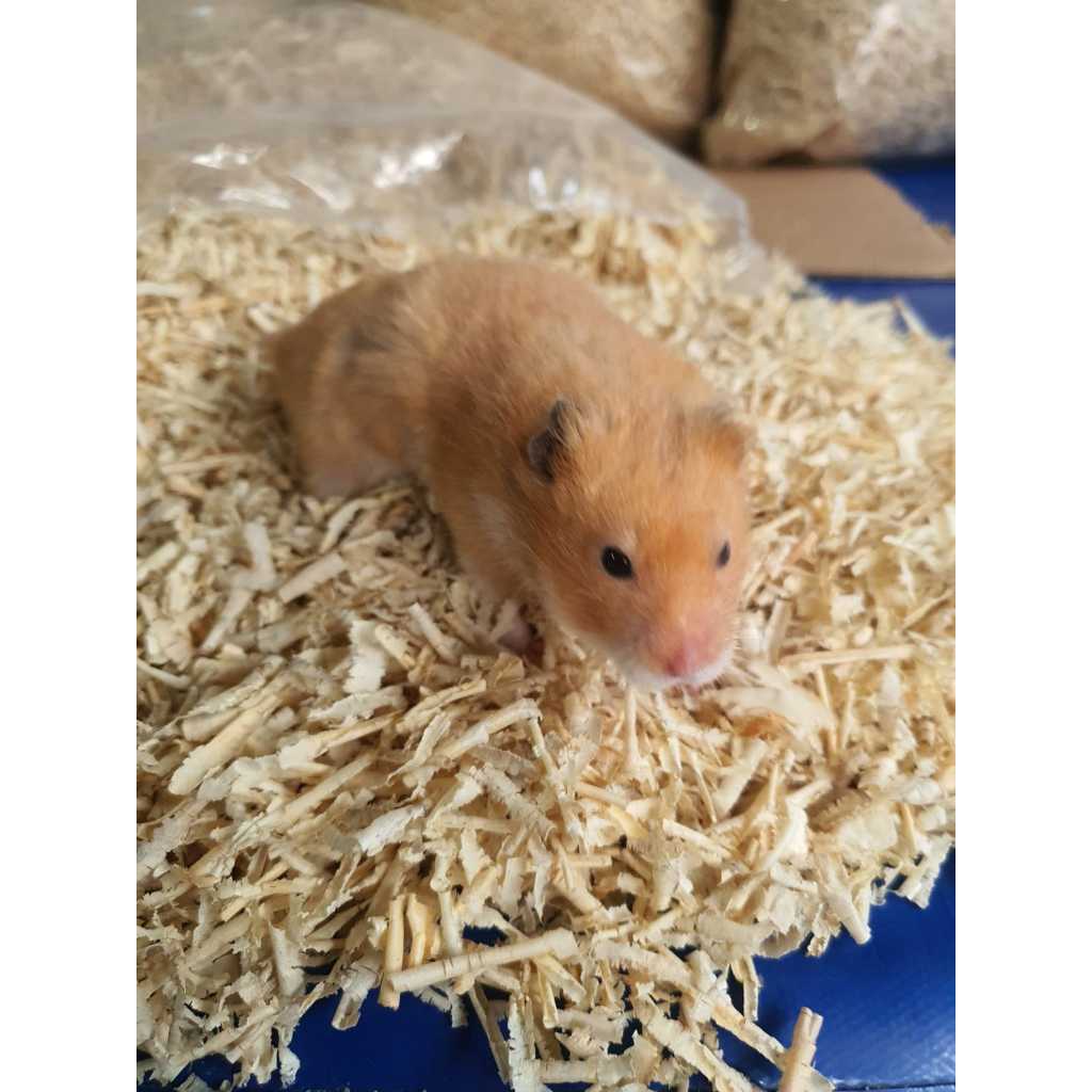 MARAVALHA SERRAGEM PARA AMBIENTE DE HAMSTER E OUTROS ANIMAIS, DE MADEIRA PINUS PRODUTO SEM QUIMICAS.