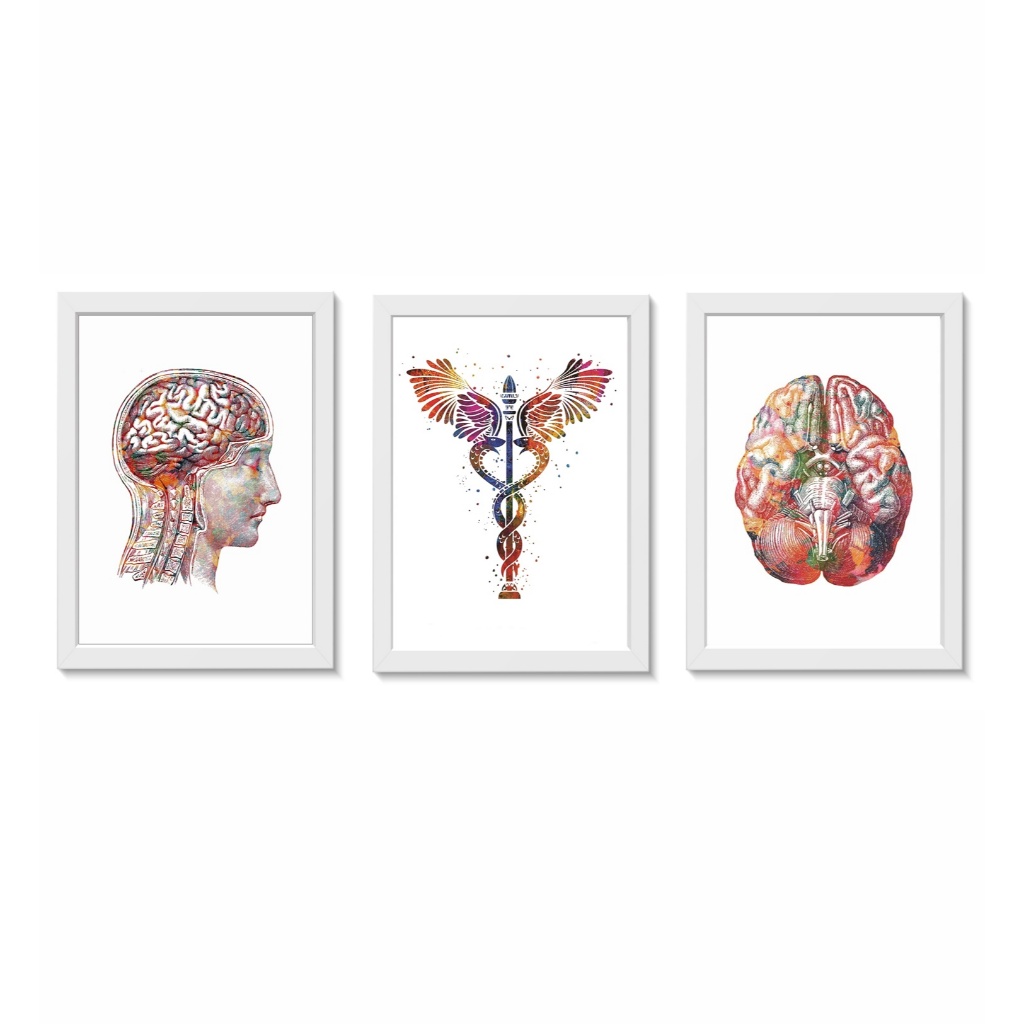 Kit 3 Quadros Decorativos Cabeça Símbolo de Medicina Cérebro Neurologia Medicina Consultório Moldura 20x30cm  Madeira