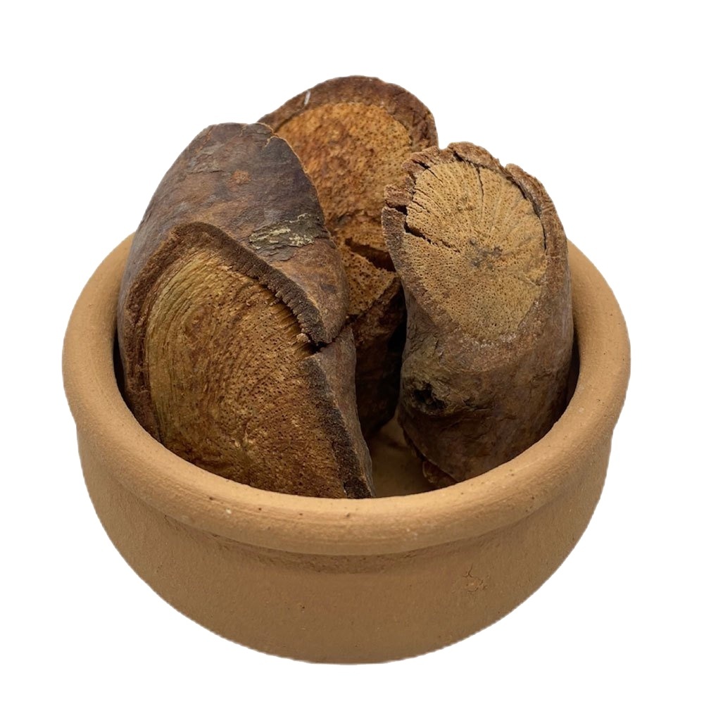 Cipó de Cabloco - Davilla rugosa - Original