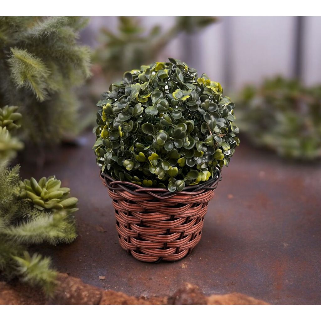 Buxinho com Vaso: Onde Comprar | BuscaProdutos