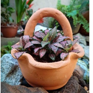Cestinha de barro/cerâmica para cactos, suculentas e outras plantas