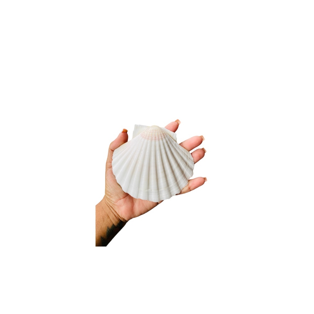 Concha Marinha Do Mar Shell Natural Artesanato Biquini Umbanda Candomble Promoção