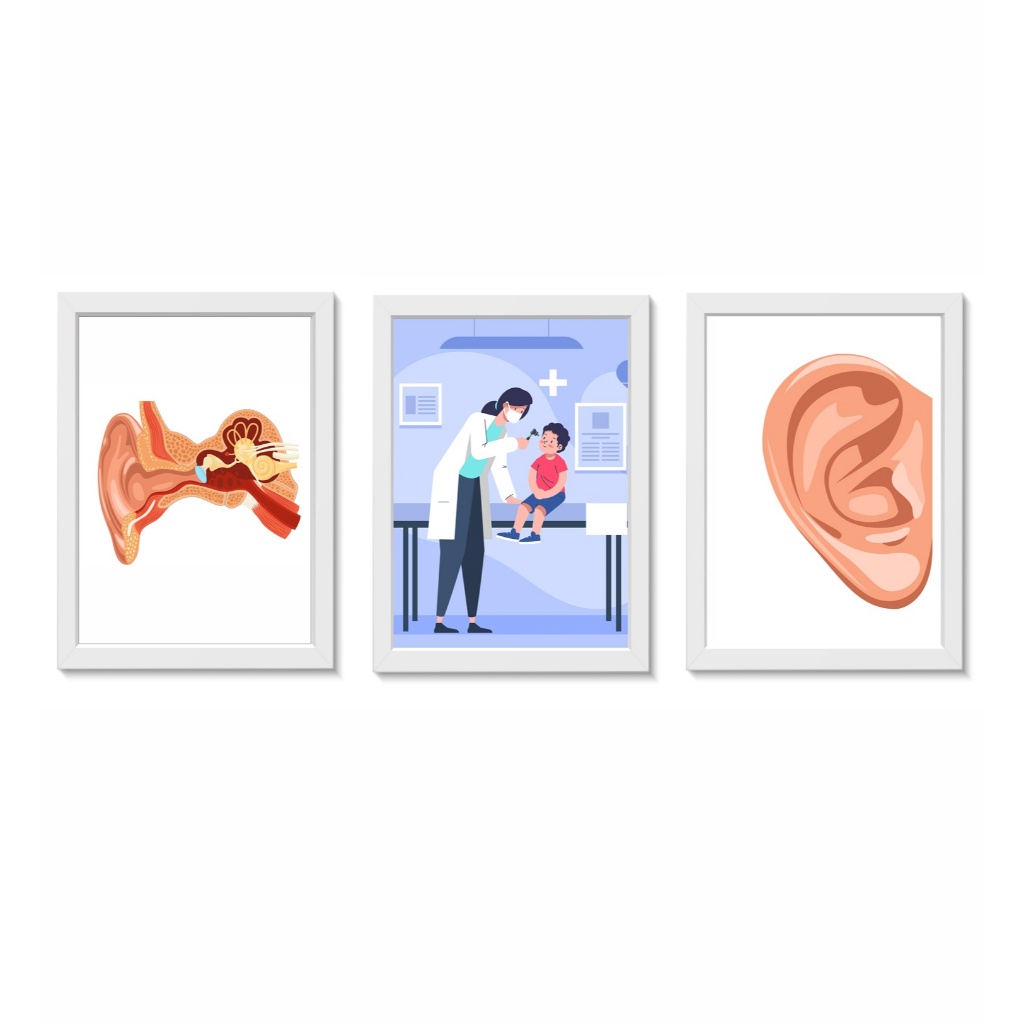 Kit 3 Quadros Decorativos Anatomia de Ouvido Decoração Consultório Otorrinolaringologia Molduras 20x30cm Madeira